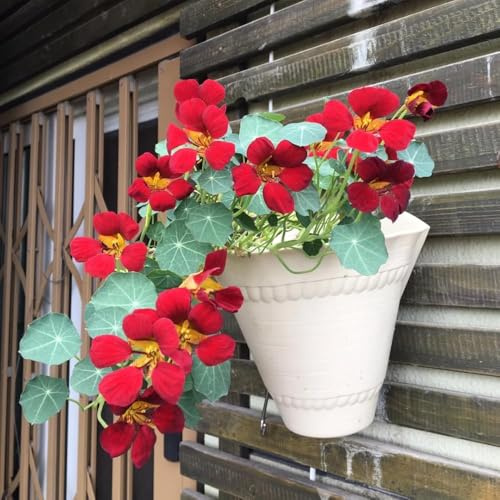 semillas de capuchina - de jardín decoraciones semillas pradera silvestres perennes, balcón para el 125pcs