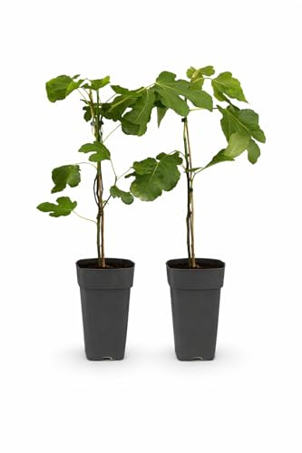 Exotenherz Ficus carica Little Miss Figgy - Rotfrüchtige Feige - 15cm Topf - ca. 50cm - Set mit 2 Pflanzen