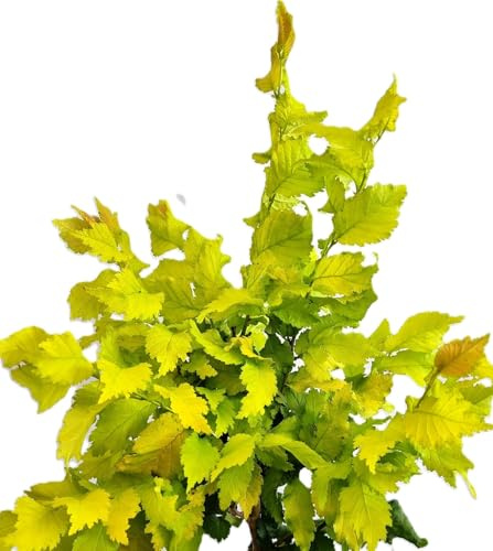 Ulme Goldulme 'Ulmus hollandica Wredei' 100-125 cm winterhart Freilandaufzucht