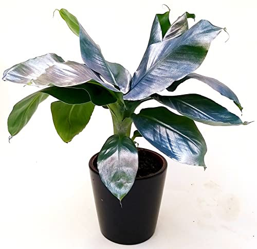 POWERS TO FLOWERS - BANANO, PIANTA DEL BANANO, COLOR LIFE ARGENTO, VASO 12CM DIAMETRO, pianta vera