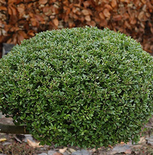 Kugelschnitt Japanische Stechpalme Buxbol 25-30cm - Ilex crenata - lebende Gartenpflanze aus den Baumschulen