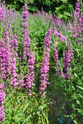 Lythrum salicaria 'Robert' 11x11 cm Topf – Winterhart, Mehrjährig, Pflegeleicht – Blutweiderich – Staude für Teichrand & Beet