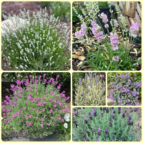Semi di lavanda, semi di campo Lavandula angustifolia - decorazione del giardino di campo per la decorazione floreale 200pcs