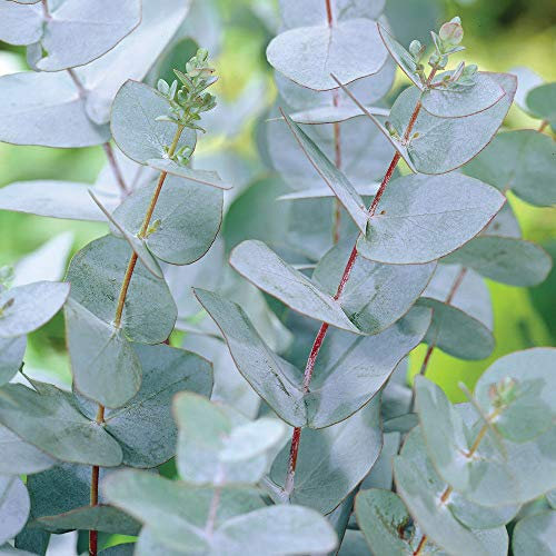 Eucalyptus Tree for Sale Hardy Evergreen Trees for Gardens & Outdoors, Drought Tolerant Shrub Outdoor Plants or Indoor Cut Flower 1 x Eucalyptus Gunnii Plant in a 3 Litre Pot by Thompson & Morgan