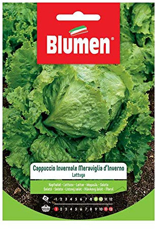 BLUMEN SEMENTI, LATTUGA CAPPUCCIO INVERNALE MERAVIGLIA D'INVERNO