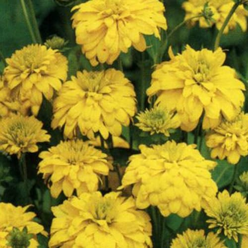 6 x Geschlitztblättriger Sonnenhut 'Goldquelle' - Rudbeckia Laciniata Topf 9x9cm: Gelber Sonnenhut mit faszinierenden Blättern