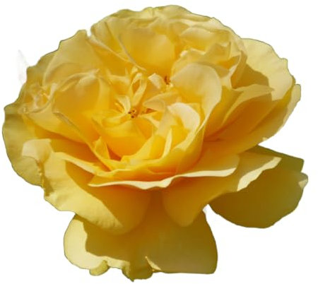 Rose Plants, Floribunda 'Absolutely Fabulous', 1 x Full Plant in a 5 Litre Pot, Roses, Garden Ready and Ready to Plant, Premium Quality Garden Roses