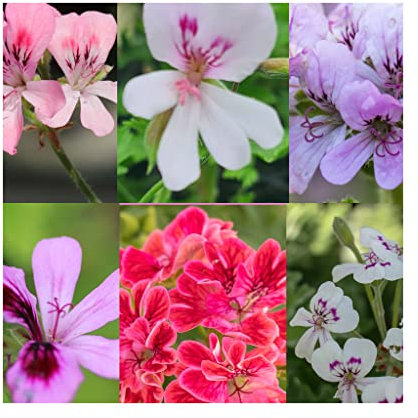 6 Mixed Scented Geranium Plug Plants - Stunning Flowers with Scented Foliage Stunning Flowers with Scented Foliage Geraniums Perfect for Your Garden, Patio, Balcony.