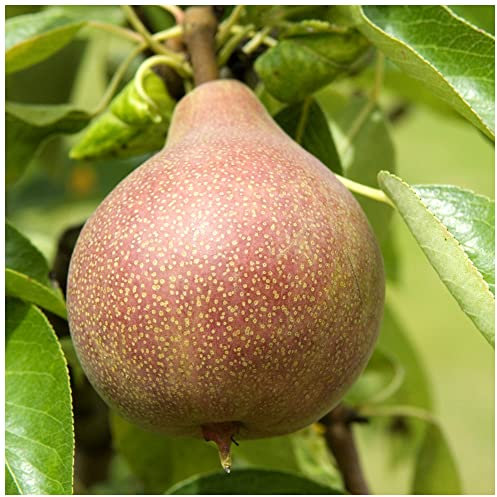 Clapp's Favourite Pear Tree 4-5ft Tall, Juicy Dessert Pear with Sweet Flavour 3fatpigs®