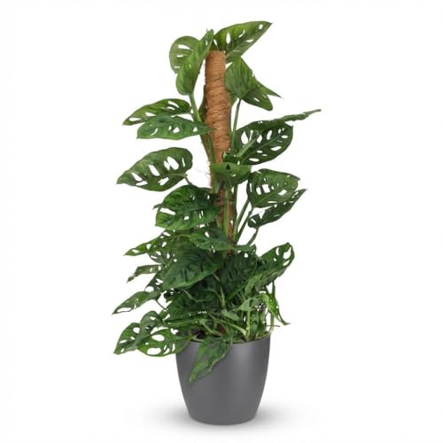 Monkey Mask - Monstera Andansonii Moos Rebe - Grün - Pflegeleicht - mit Potter Grey - 80-90cm - Ø19cm - Zimmerpflanze - Immergrün