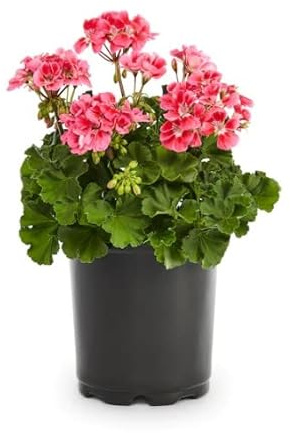 DECOALIVE Geranio Flor de Exterior para Decorar la Casa Planta Natural