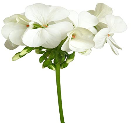 Geranium Plants, 'White', 12 x Compact Plant Pack, Geraniums, Flowers, Garden Ready and Ready to Plant, Premium Quality Flowering Plants