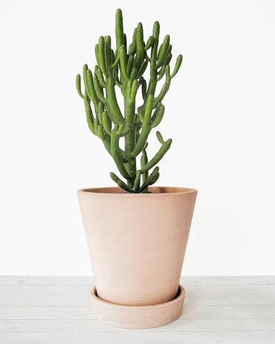 Maceta de terracota rosa de 6.3 pulgadas con platillo y agujero de drenaje, maceta minimalista de estilo rústico para el hogar y jardín, hierbas, flores, arbustos y tropicales