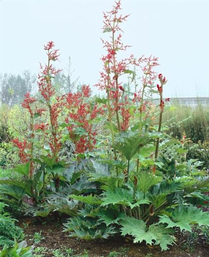 Rheum palmatum var. tanguticum 11 cm Topf – Winterhart, Mehrjährig, Pflegeleicht – Chinesischer Rhabarber – Zierstaude für Beet & Rabatte