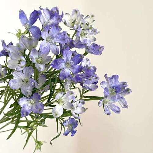 semi di delphinium, delphinium da balcone perenni resistenti all'esterno primaverile, selvatici ornamentali 800pcs