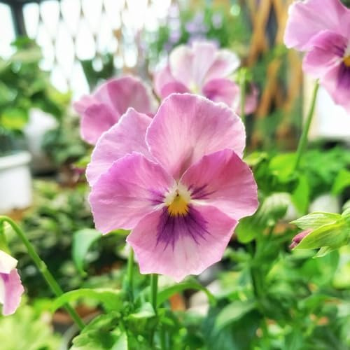 stiefmütterchen - dekopflanzen büropflanzen winterharte kübelpflanzen indoor kräutergarten wildblumensamen frühlingsblumen exotische zimmerpflanzen pflanzensamen topfpflanze 750samen