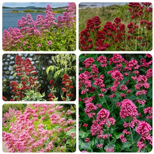BaldrianSamen, Valeriana Officinalis, pflanzensamen garten seltene kräuterbeet balkon kräutergarten geschenk kräutersamen exotische 150pcs