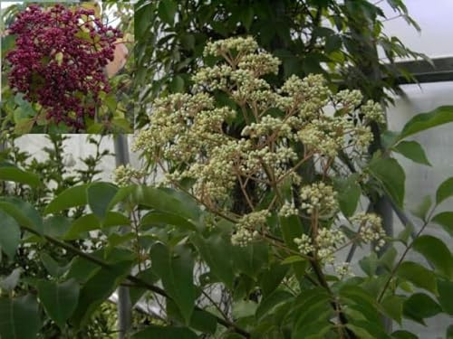 Euodia hupehensis - Bienenweide - Tausenblütenstrauch - Tausendblütenbaum - Honigesche