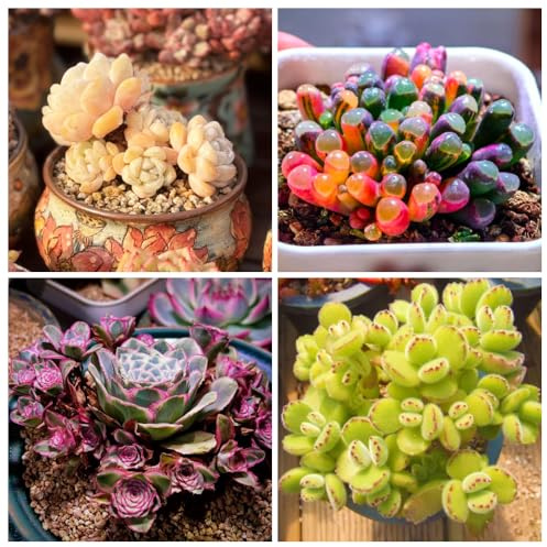 Semi succulenti succulente regali insoliti 350pcs