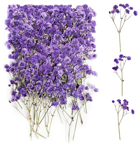100 Stück Schleierkraut Getrocknet（Lila） Gepresste Blumen Schleierkraut Trockenblumen Schleierkraut Trockenblumen Getrocknete Blumen Trockenblumen zum Basteln Getrocknete Blüten für DIY Harz Schmuck
