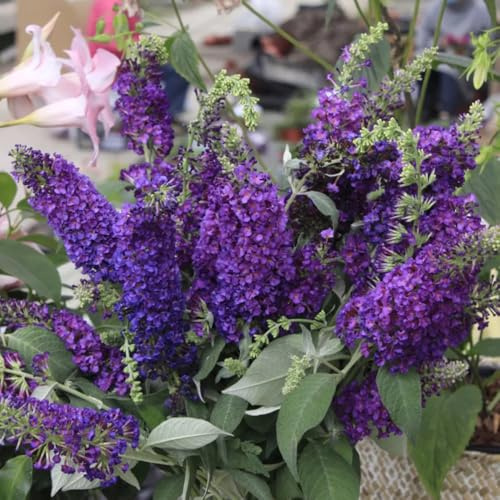 Buddleja davidii - giardino ombra, resistenti perenni resistenti, semi selvatici 200pcs