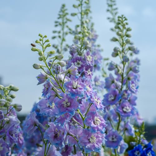 delfinio - trepadoras, de jardín de rocas semillas delphinium jardín semillas pradera silvestres, macizo exóticas interior raras balcón cortadas 700semillas