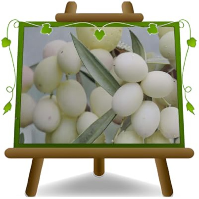 EURO PLANTS VIVAI Olivo Leucocarpa (olivo bianco) pianta di ulivo su vaso 15x15 cm altezza 150-160 cm - Età 3 anni