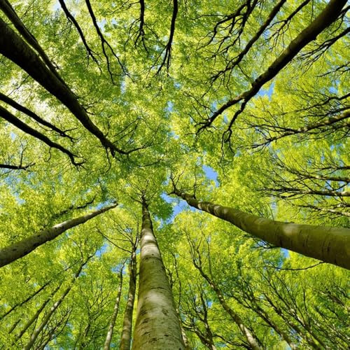 rotbuche, kaufen seltene garten grünpflanzen winterharte balkonpflanzen für sonnige plätze baumsamen 35samen
