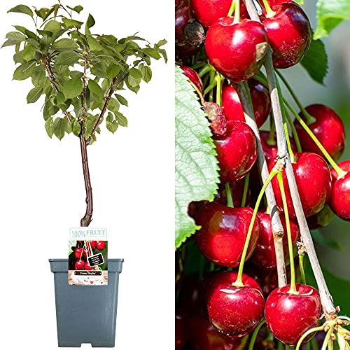 Collection d'arbres fruitiers pour patio | Fruits variés | Idéal pour petits jardins | 2-3 pieds