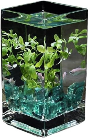 CSYQPDMBDL Kugelaquarium, Goldfischglas, Glasfischbehälter mit Deckel Desktop Kleine Fischschüssel Aquarien(12x12x25cm)