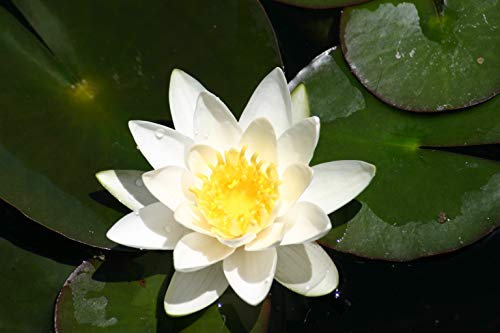 Lincolnshire Pond Plants Ltd Water Lily - Live Water Plant Aquatic Pond Lake Marginal (Loose Root, Selection - White Lily)