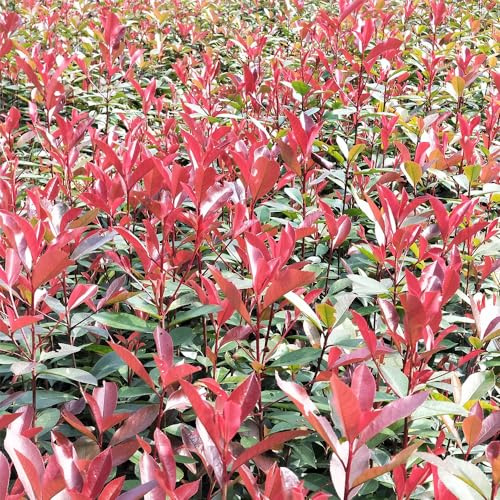 500 piezas semillas de níspero rojo petirrojo - resistentes para balcones en cobertura jardín