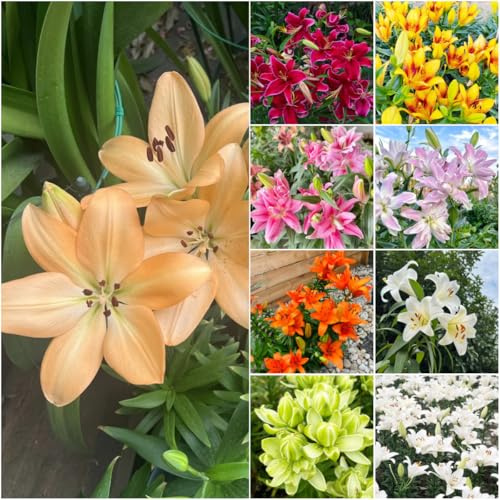 lilien - hochbeet balkon blumendeko zimmerpflanzen blumenzwiebeln mehrjährig winterhart exotische garden - seltene 3zwiebeln