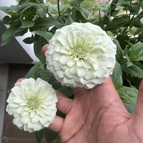 ziniensamen bonsai topf schnittblumen schmetterlingsflieder pflanztopf exotische zimmerpflanzen balkongewächshäuser immergrüne kletterpflanze sommerblumen indoor kräutergarten 100samen