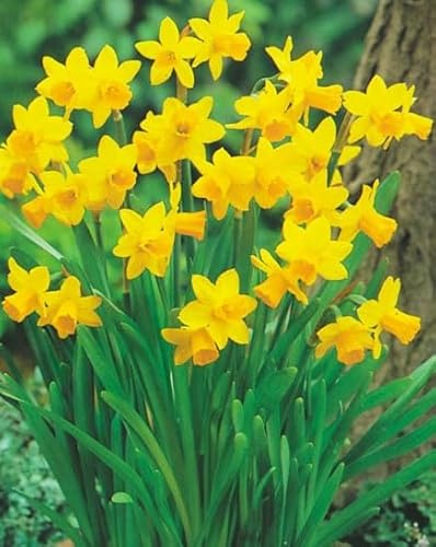 NARCISI TETE A TETE VASO 12CM BULBI DA FIORE