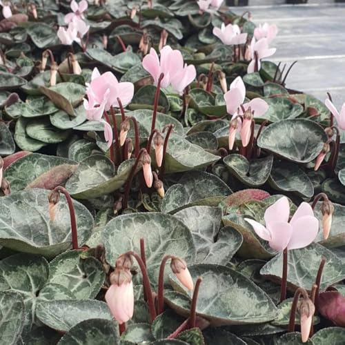 ciclamino d'appartamento rare ciclamino Decorazioni autunnali per un giardino resistente da giardino da balcone resistenti in vaso esterno Decorazioni per giardini 450semi