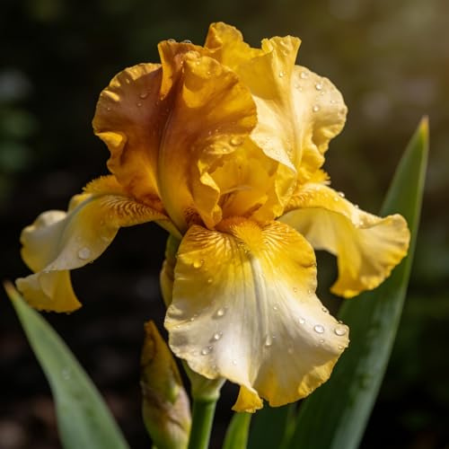 iris, iris - sostenibili bulbo to decorazioni da giardino per esterni in vaso, selvatici, tappezzanti 7bulbi