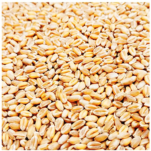 Weizen Futter 5-30 Kg Huehner Vogelfutter Getreide Fuer Hühner Sack Weizenkoerner Hühnerfutter Korn Essen Koerner Wildvögel Kaninchenfutter Ernte 2023 Petigi, Gewicht:10 kg
