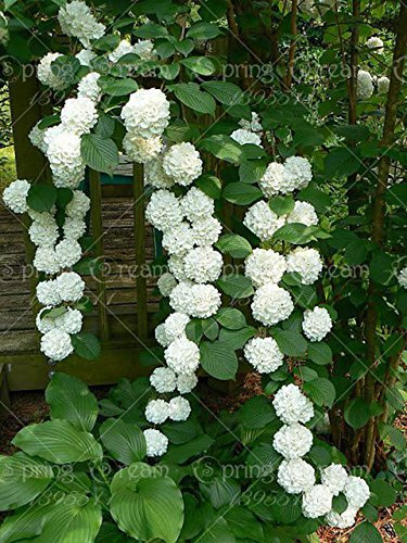 HOO PRODUCTS sac Graines d'Hortensia Grimpant Fleurs d'Hortensia Graines Bonsaï Plante Viorne Jardin Maison Tout Neuf: PAQUET DE 100 GRAINES