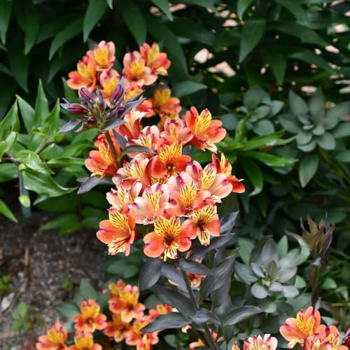 Semillas de alstroemeria, semillas pradera mariposas pradera silvestres cortadas jardín jardín rocas resistentes variedades antiguas otoño 75pcs