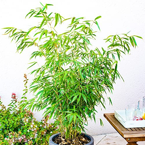 Fargesia Rufa - Fountain Bamboo | Clump Forming, Hardy, Low Maintenance Evergreen Garden Plant | Great for Unique Live Screening, Hedging, Patio Containers - 14cm Pot