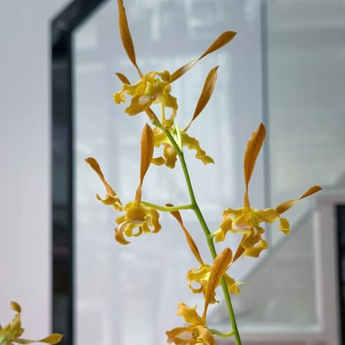 semi di orchidea dendrobium di esotici perenni insoliti, decorazioni autunnali per gli amanti del giardino resistenti in vaso selvatici da 40semi