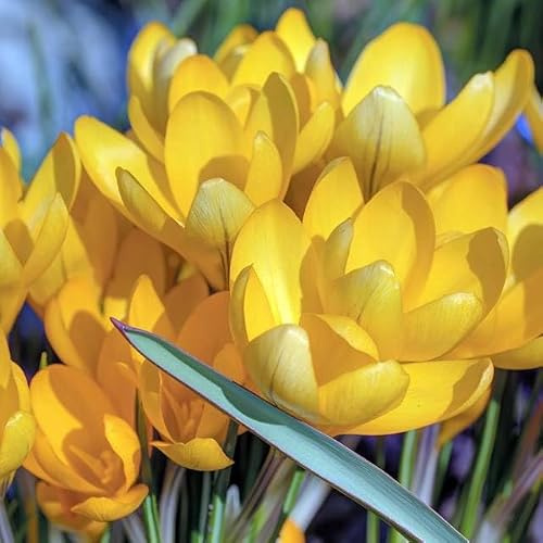 Großes Set Frühlingskrokus Spring crocus Krokus Krokusse Blumenzwiebeln Zwiebeln Blütenfarben weiß, gelb, violett, gestreift Winterhart Mehrjährig Viele Farbe (Flavus 10 Stk.)