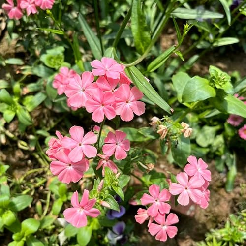 Phlox de alfombra - flox subulata decoraciones de jardín exteriores semillas balcón jardín rocas decoración semillas silvestres decoración 900pcs