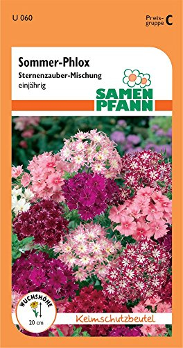 Samen Pfann U060 Flammenblume Sternzauber (Flammenblumensamen)