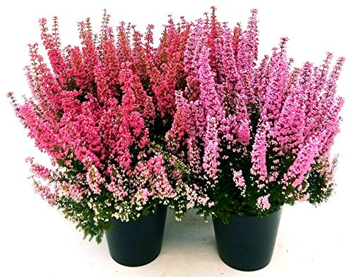 POWERS TO FLOWERS - ERICA GRACILIS ROSSA e ROSA, 4 PIANTE, piante vere