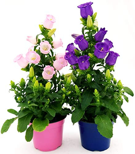 POWERS TO FLOWERS - CAMPANULA APPEAL ROSA e BLU, piante vere