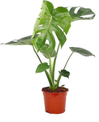 DECOALIVE Costilla de Adán Mini Planta de Interior Planta Natural