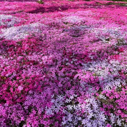 Semi di Phlox da tappeto - giardino roccioso resistenti Phlox subulata - giardino da balcone resistenti di decorazione 600pcs