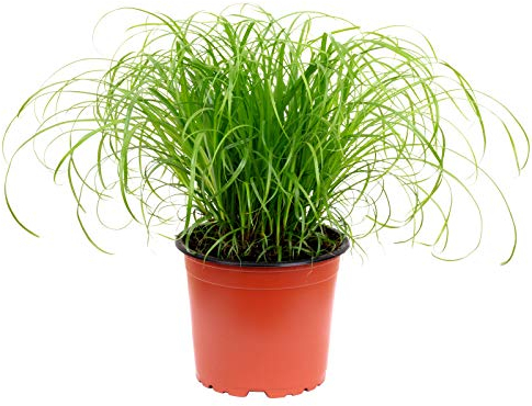 Echtes Katzengras - pflegeleichte Zimmerpflanze, Cyperus alternifolius Zumula - Höhe ca. 30 cm, Topf-Ø 12 cm